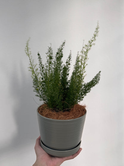 Asparagus Densiflorus (Norfolk Pine Fern) in Olive Green Pot with Tray