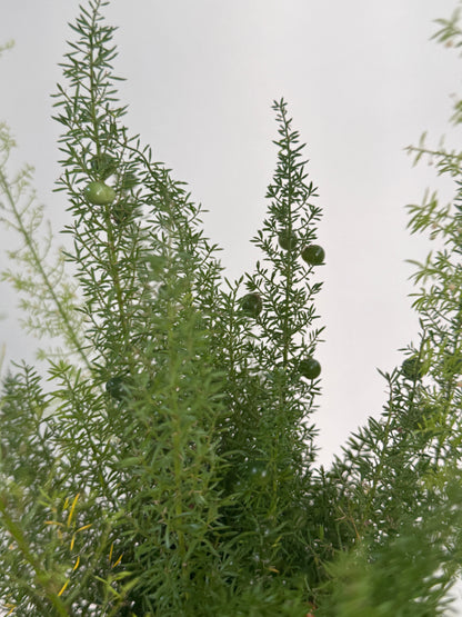 Asparagus Densiflorus (Norfolk Pine Fern) in Olive Green Pot with Tray