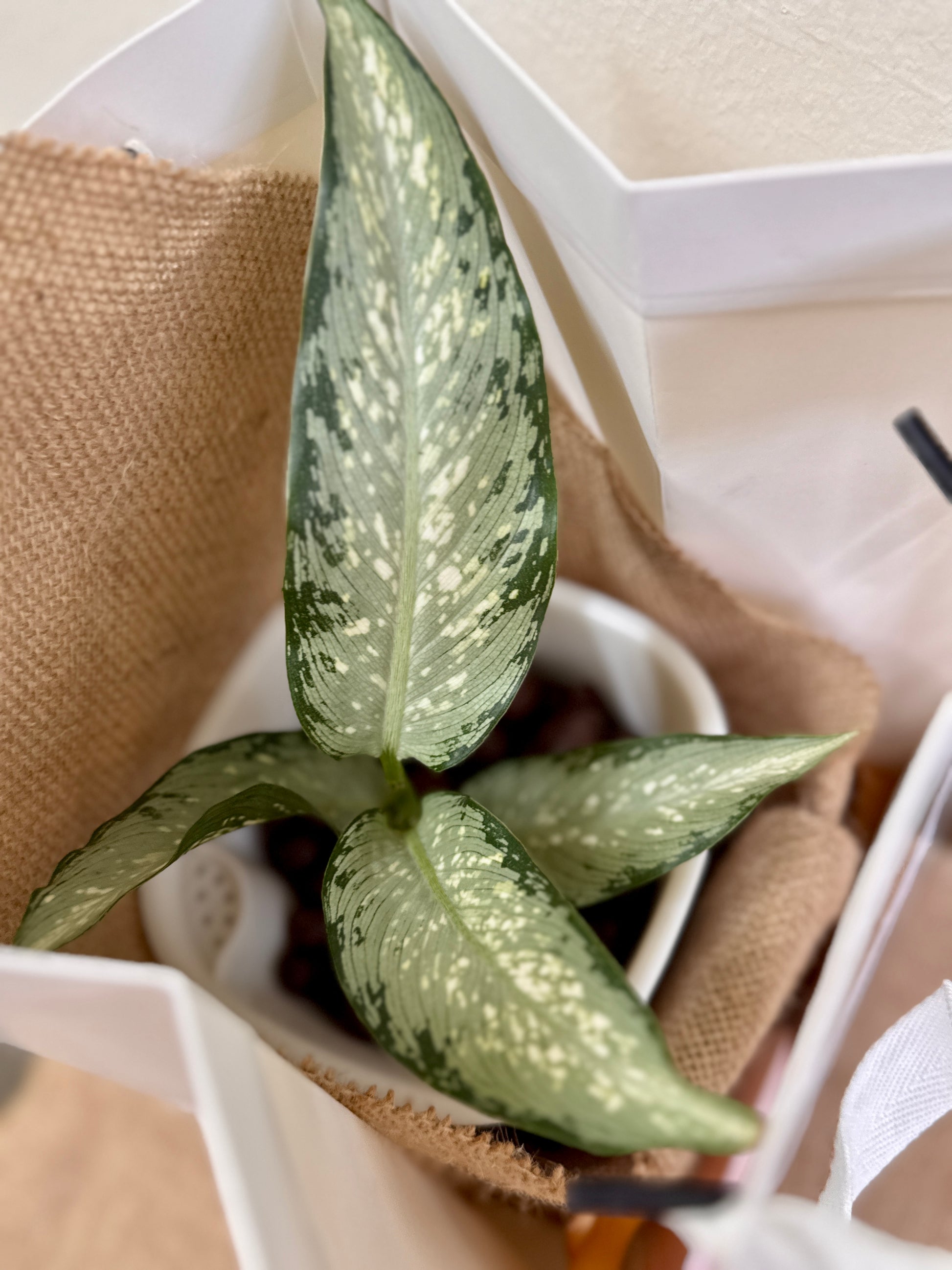 dieffenbachia in leca Dieffenbachia 'Silver' | Easy-Care Low-Light Plant