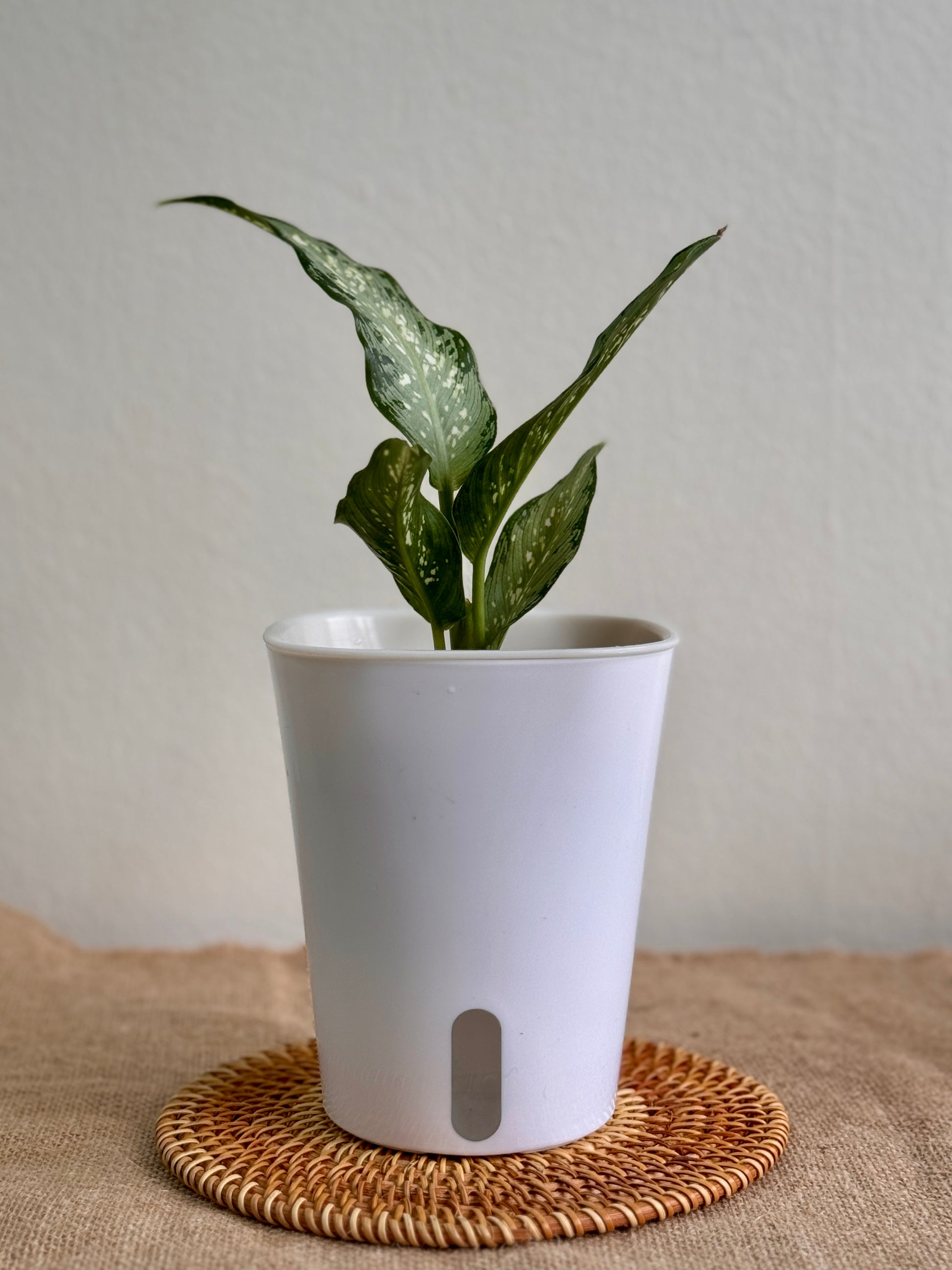 dieffenbachia plant air purifier Dieffenbachia 'Silver' | Easy-Care Low-Light Plant