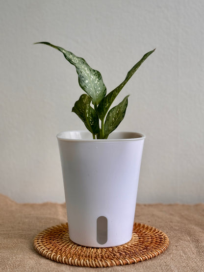silver dieffenbachia Dieffenbachia 'Silver' | Easy-Care Low-Light Plant