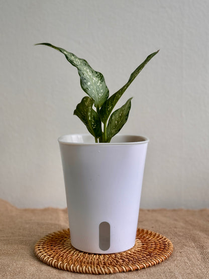 Dieffenbachia Silver (LECA)