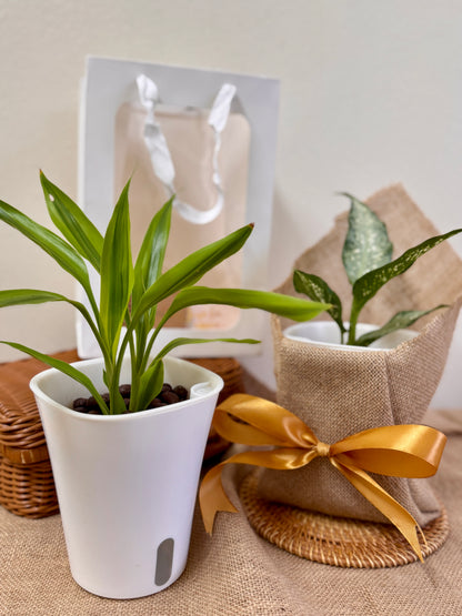 Dracaena Fragrans Surprise (LECA)