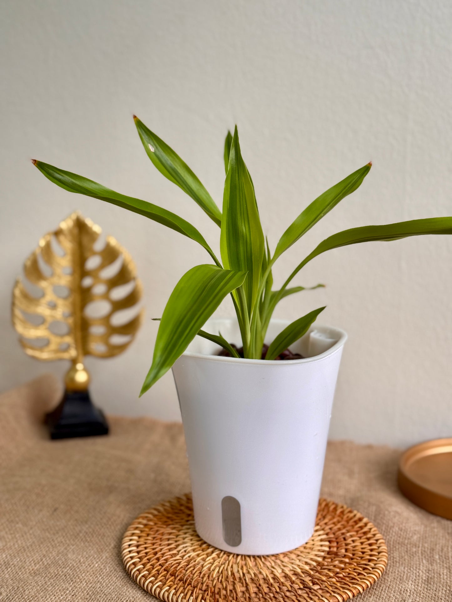 Dracaena Fragrans Surprise (LECA)