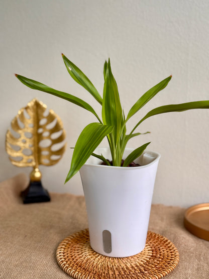 Dracaena Fragrans Surprise (LECA)