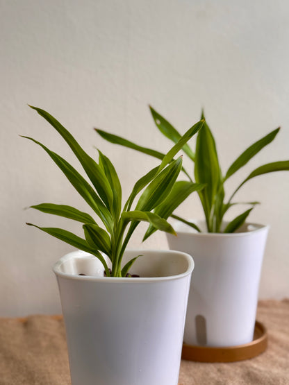 Dracaena Fragrans Surprise (LECA)