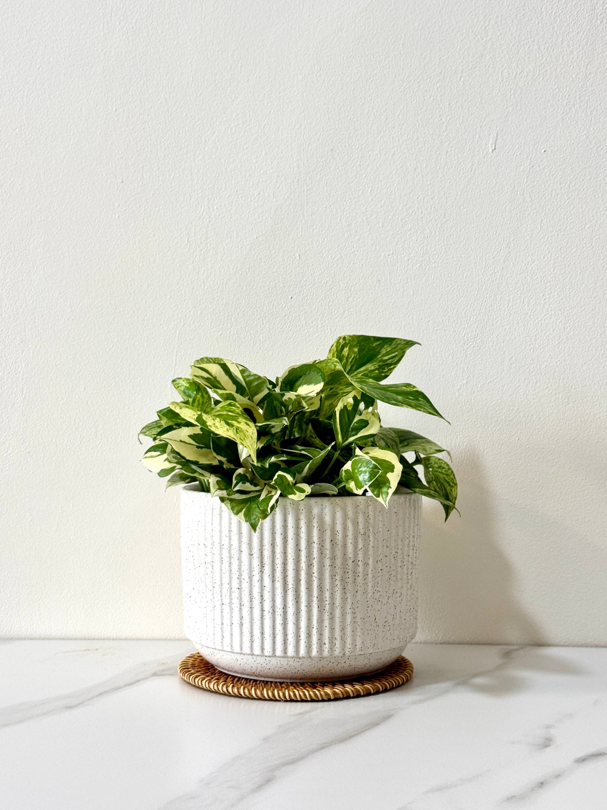 marble queen money plant care Marble Queen & N'Joy Pothos (S Size)