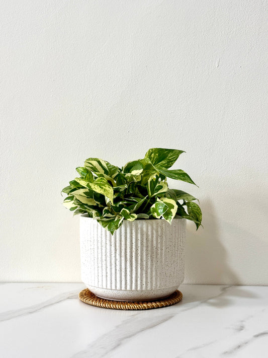 Marble Queen & N'Joy Pothos (S Size)