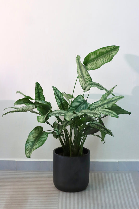 Calathea Pinstripe (L Size)