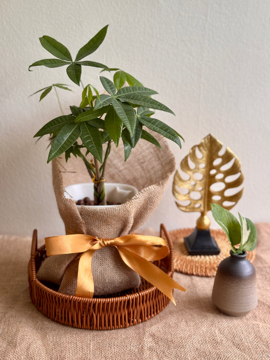 Money Tree (LECA)