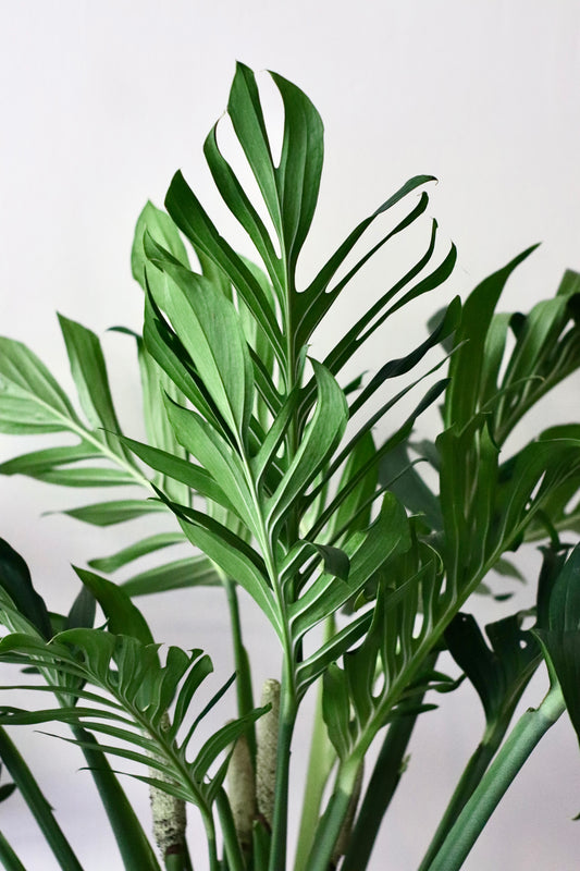 Monstera Pinnatipartita (XL Size)