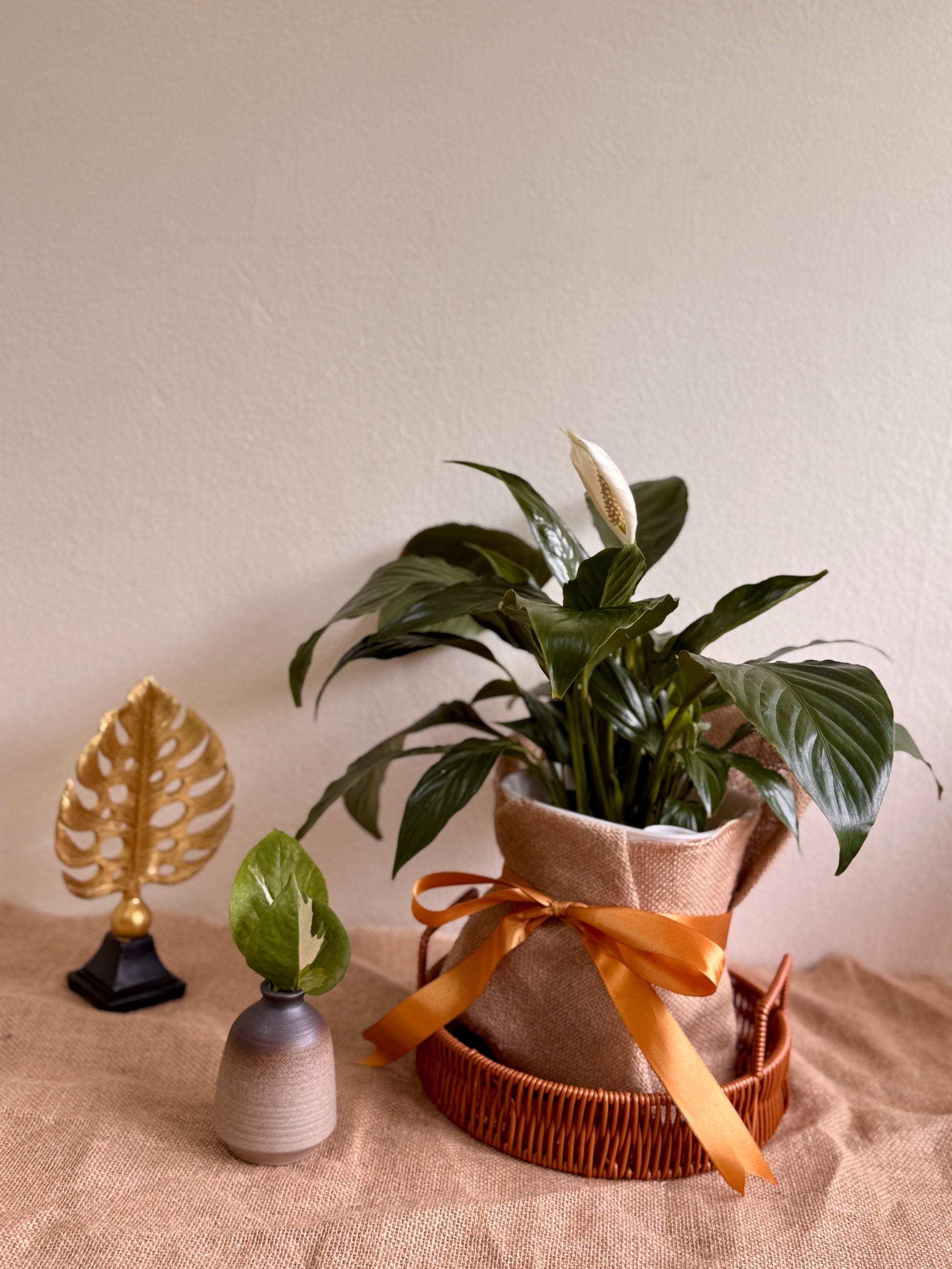 self watering pot for peace lily Peace Lily Plant in Self-Watering Pot