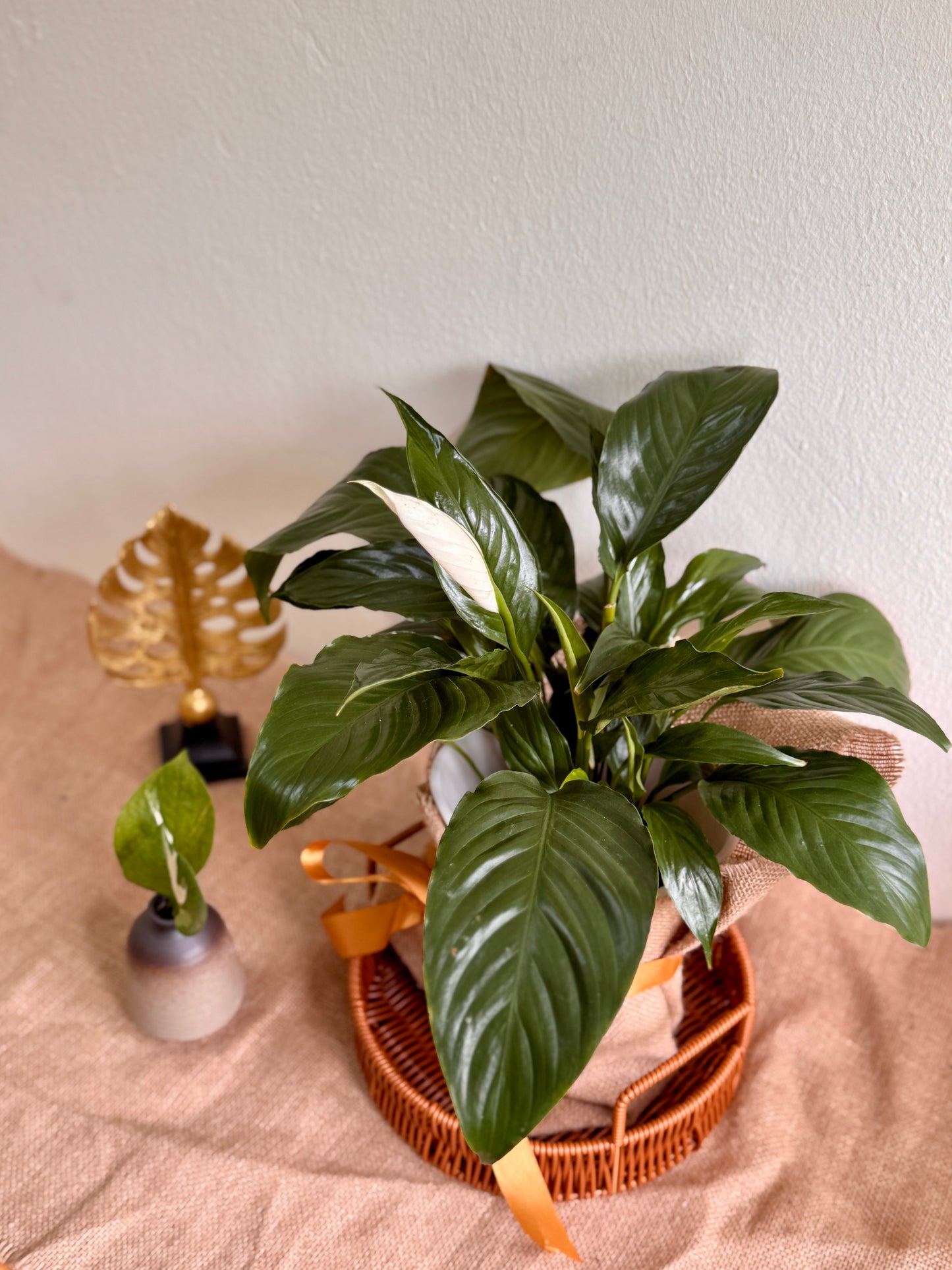 Spathiphyllum Peace Lily (LECA)