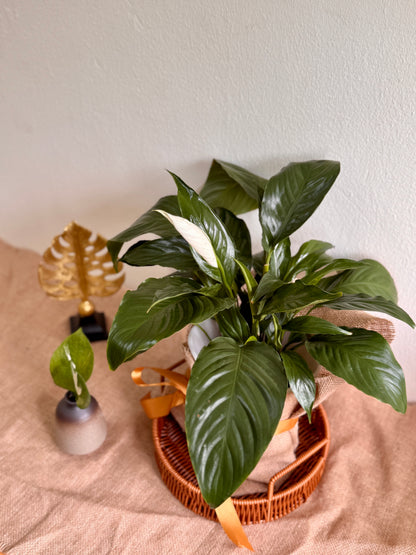 Spathiphyllum Peace Lily (LECA)