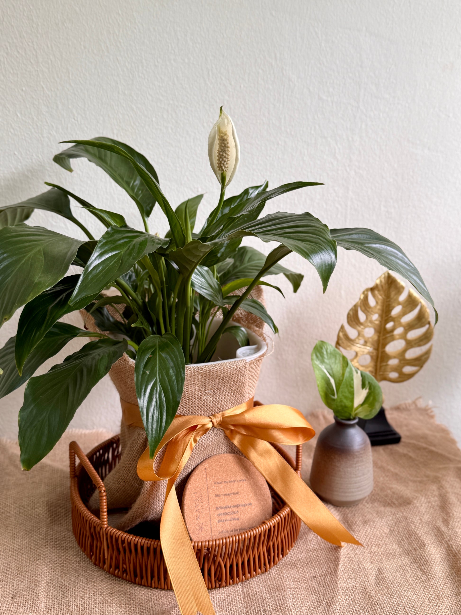 self watering pot for peace lily Peace Lily Plant in Self-Watering Pot