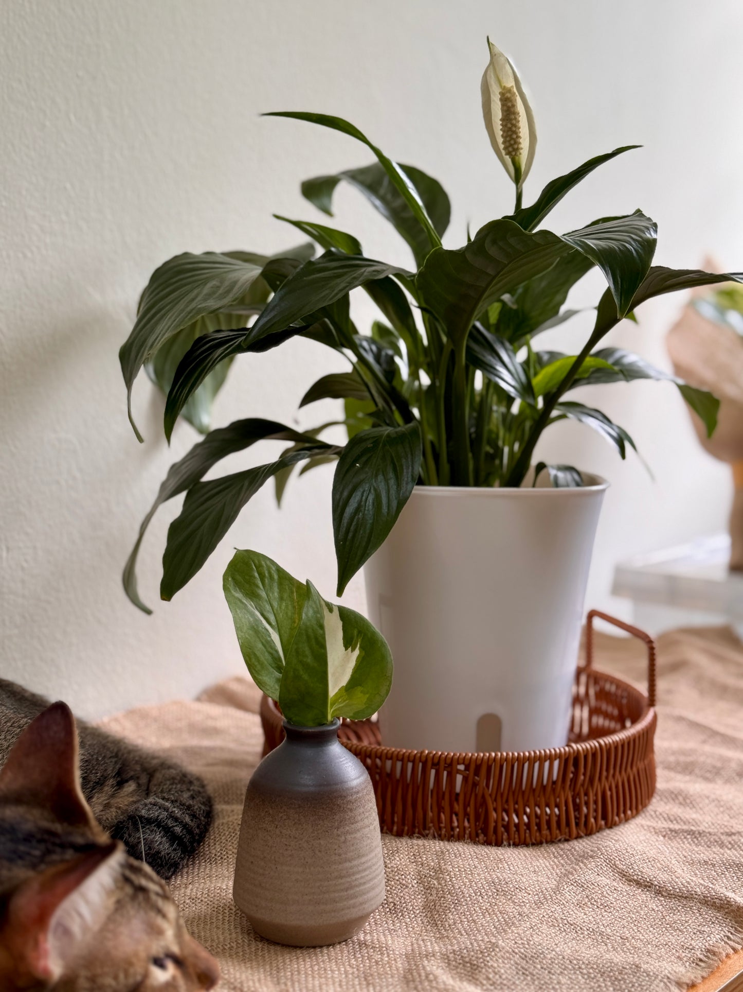 peace lily in leca Peace Lily Plant in Self-Watering Pot