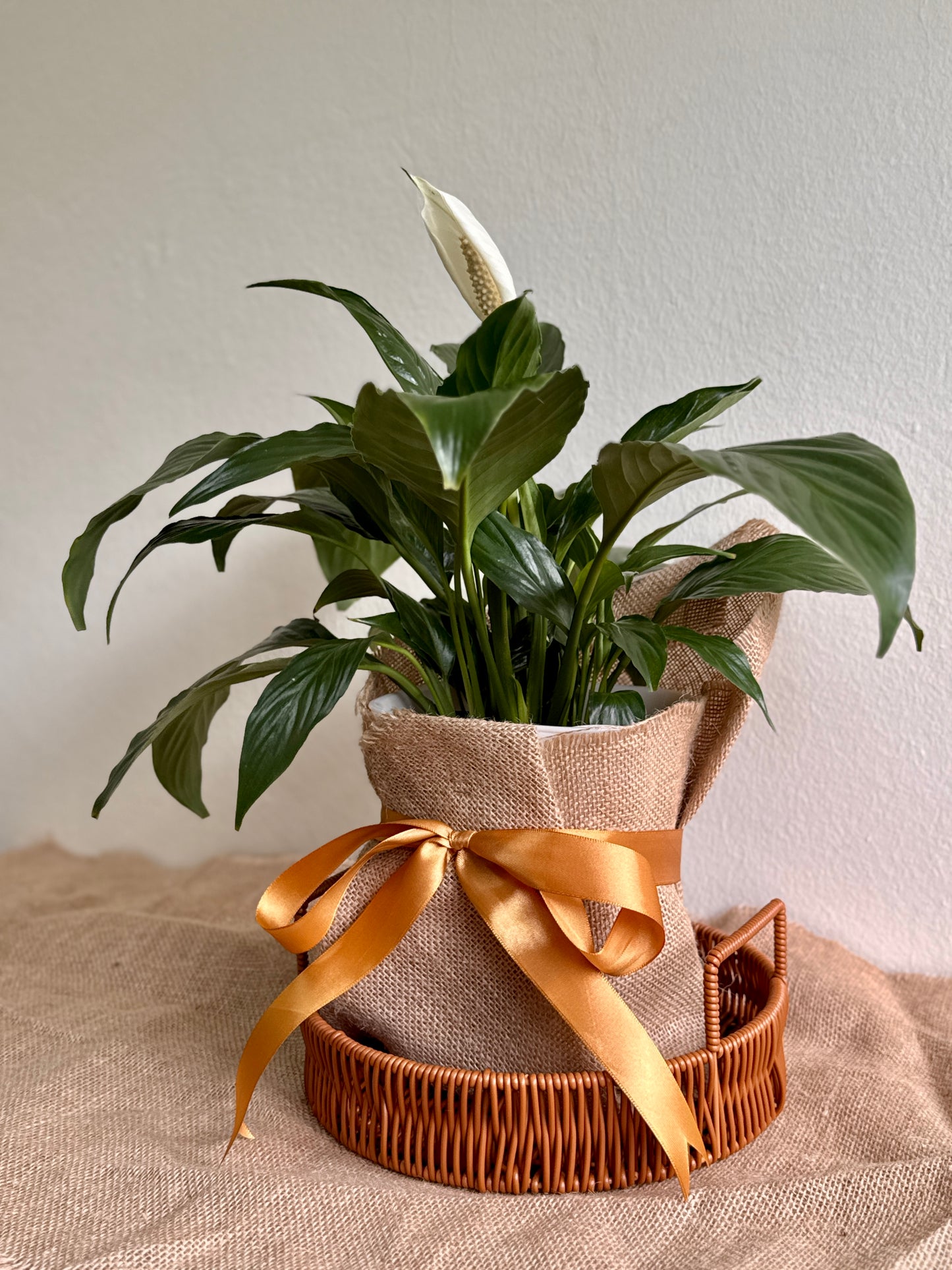 peace lily malaysia Peace Lily Plant in Self-Watering Pot