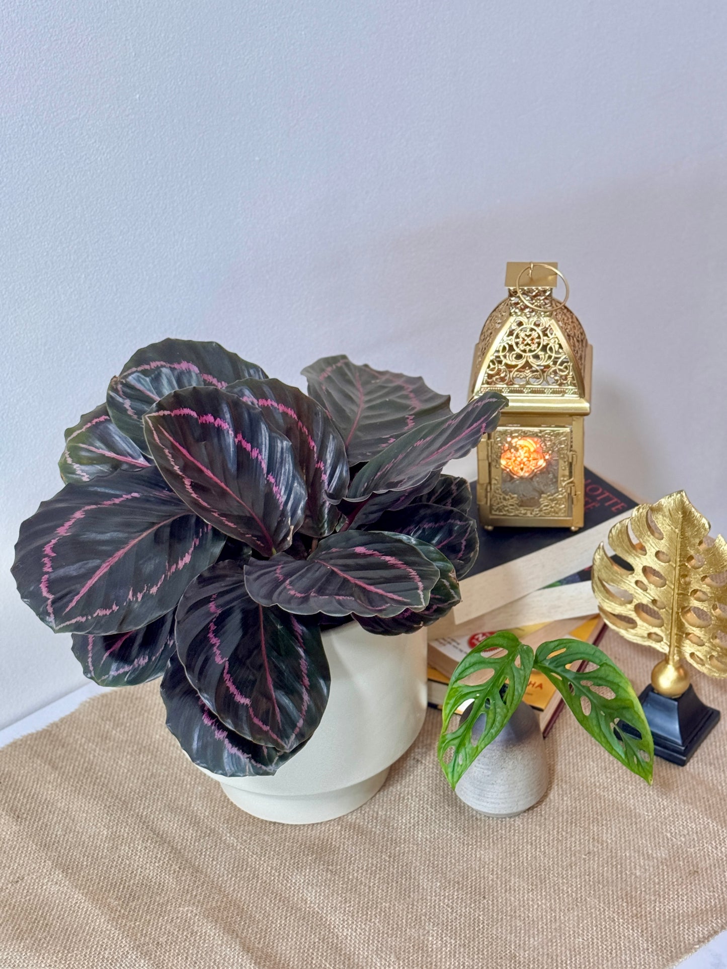 Calathea Roseopicta Suprise Star (M Size)