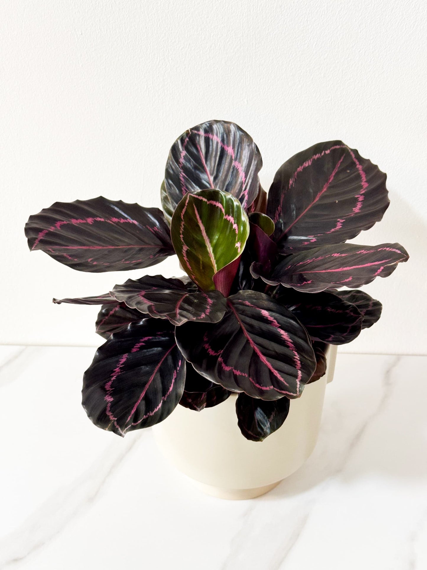 Calathea Roseopicta Suprise Star (M Size)