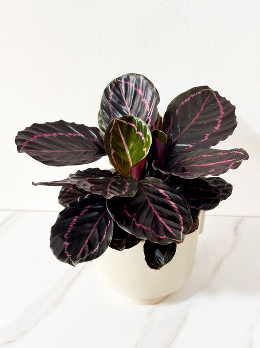 Calathea Roseopicta Suprise Star (M Size)