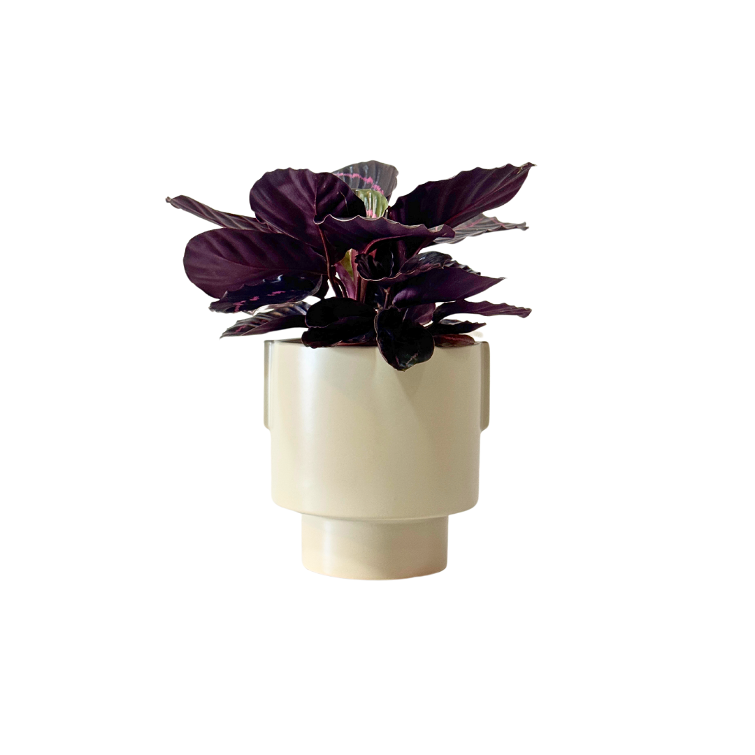 Calathea Roseopicta Suprise Star (M Size)