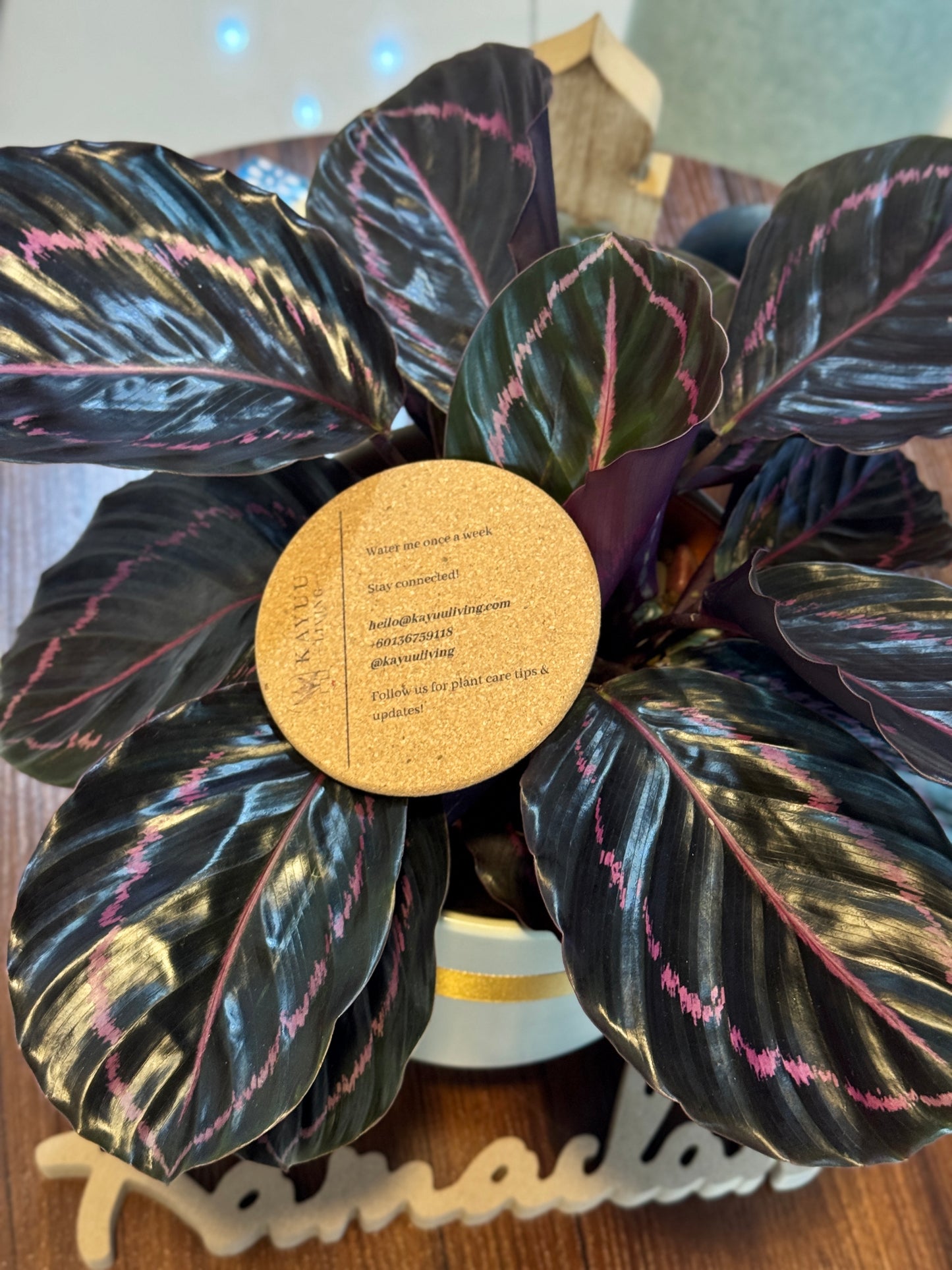 Calathea Roseopicta Suprise Star (M Size)