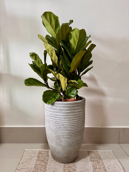 Fiddle Leaf Fig / Ficus Lyrata (XL Size)