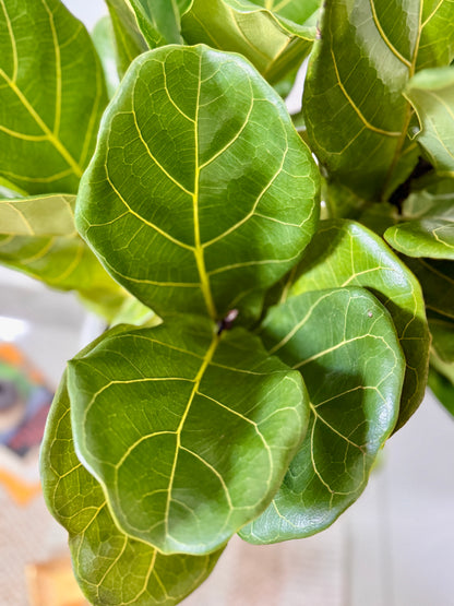 Fiddle Leaf Fig / Ficus Lyrata (XL Size)