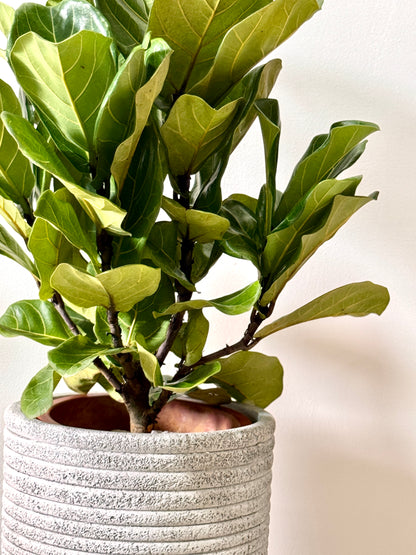 Fiddle Leaf Fig / Ficus Lyrata (XL Size)