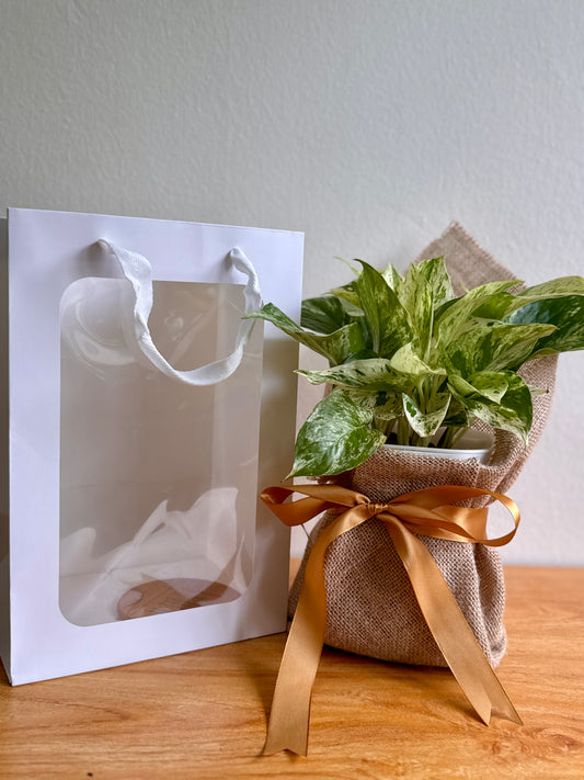 Marble Queen Pothos (Self-watering pot with LECA)