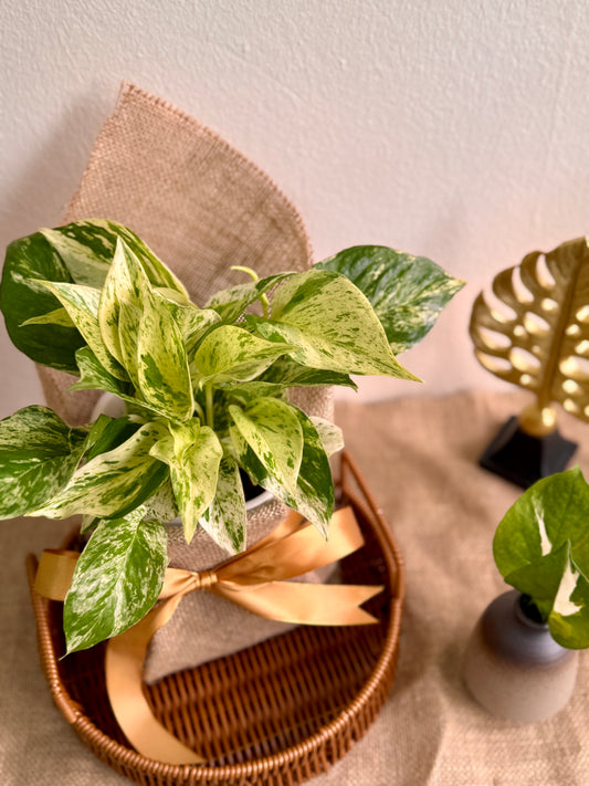 Marble Queen Pothos (LECA)