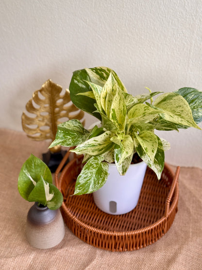 Marble Queen Pothos (LECA)