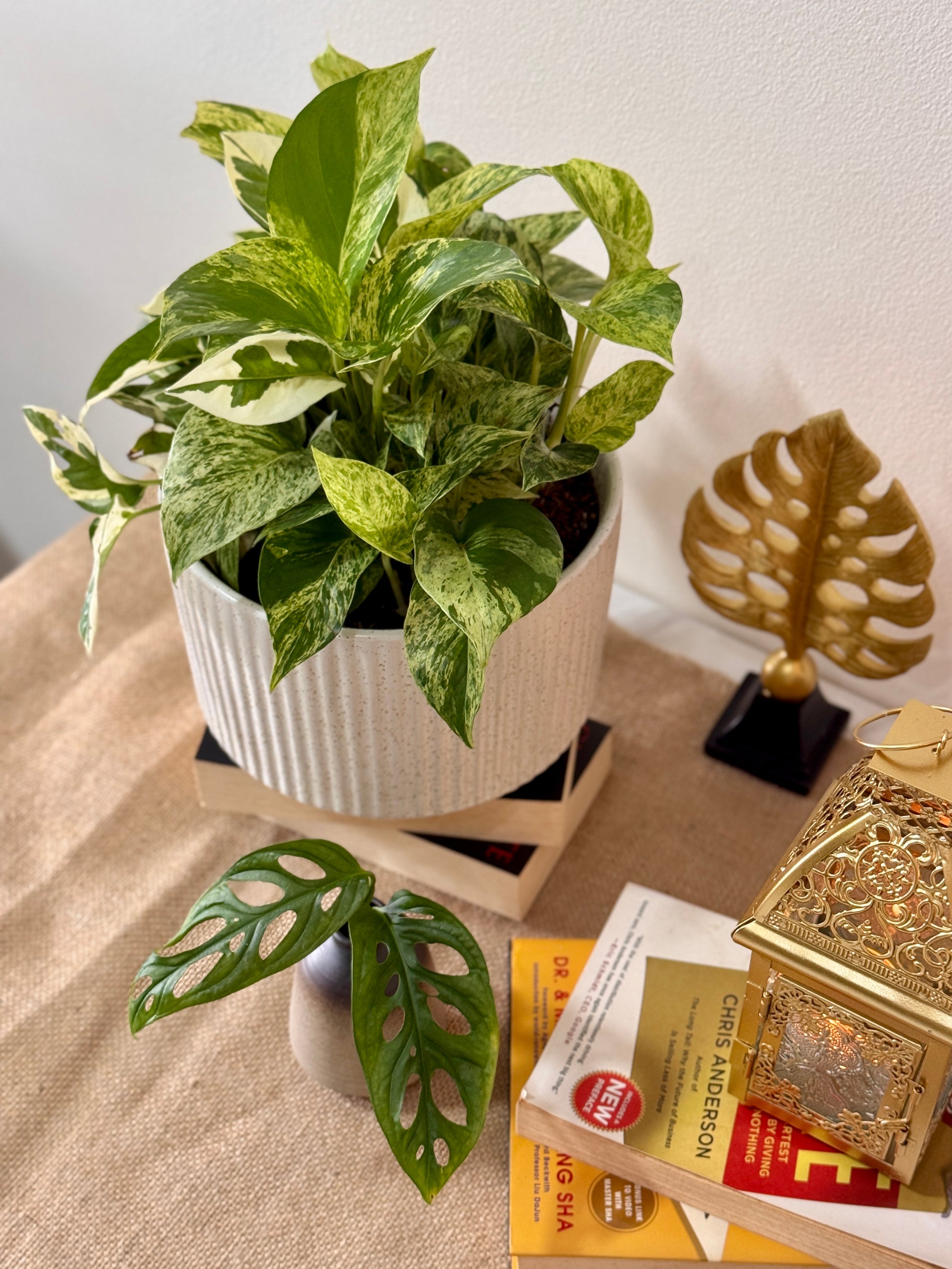 Kayuu Living - Money Plant Njoy Marble Queen 1