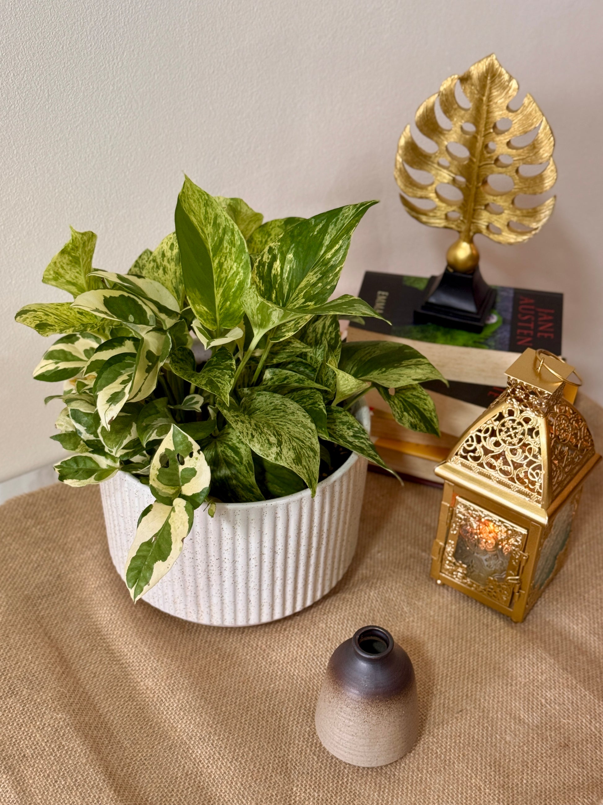 pothos n joy vs marble queen The Easy-Care Money Plant Duo: Marble Queen & N'Joy