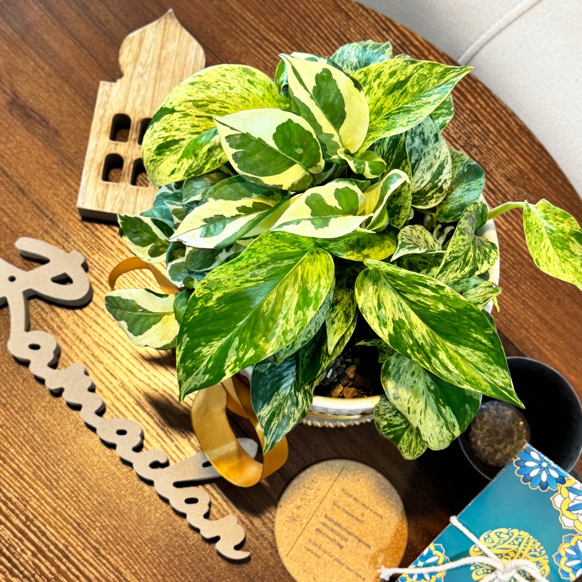 pothos njoy vs marble queen Marble Queen & N'Joy Pothos (S Size)