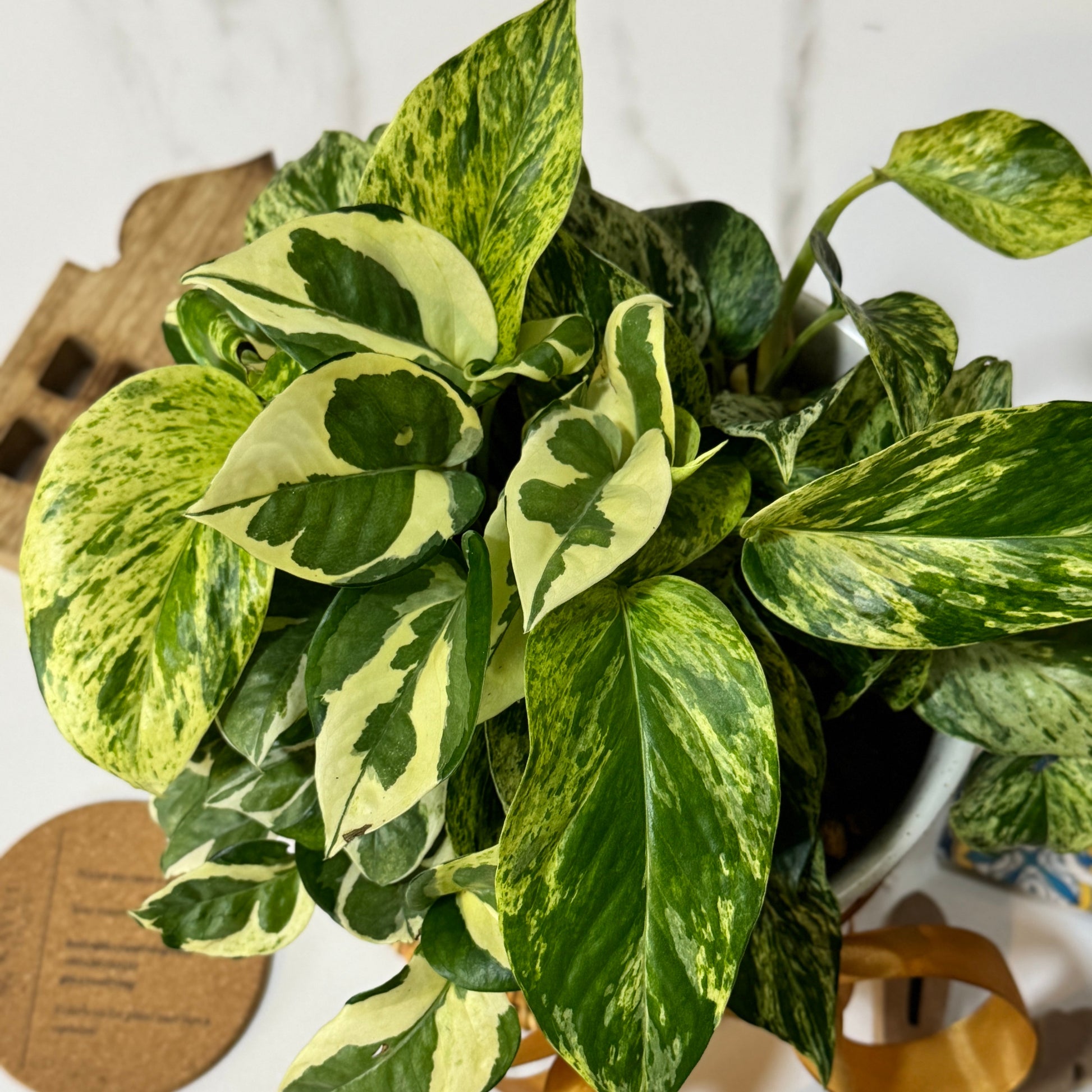white marble money plant The Easy-Care Money Plant Duo: Marble Queen & N'Joy