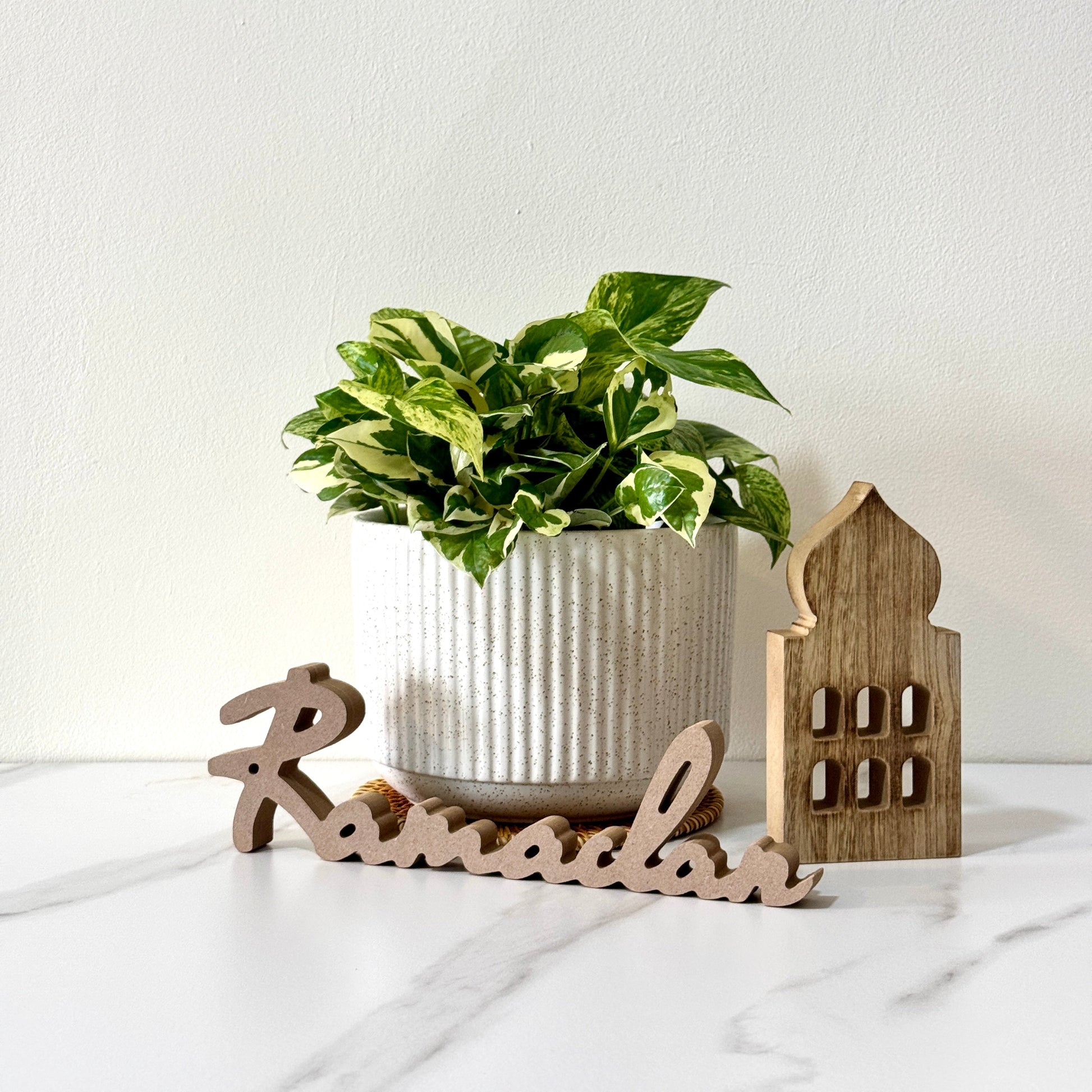 Kayuu Living - Money Plant Njoy Marble Queen 5