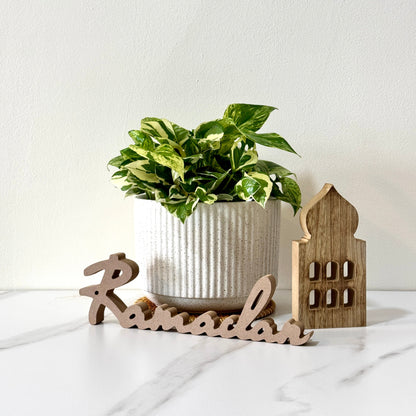 Kayuu Living - Money Plant Njoy Marble Queen 5