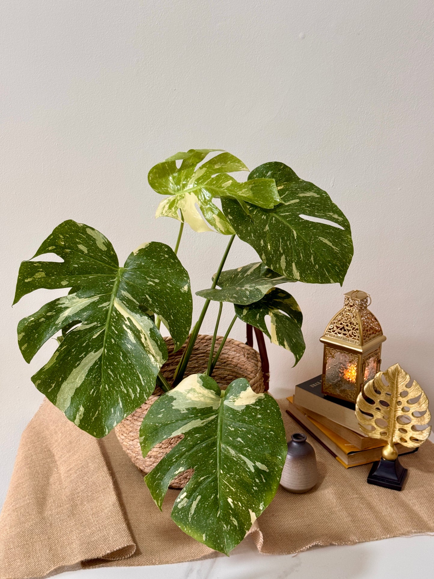Monstera Thai Constellation (L Size)