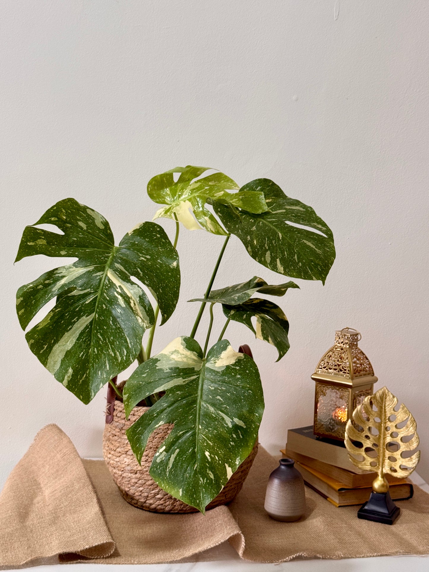 Monstera Thai Constellation (L Size)