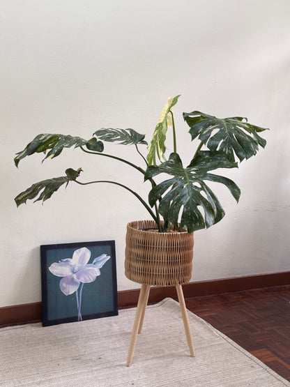 Monstera Thai Constellation (XL Size)