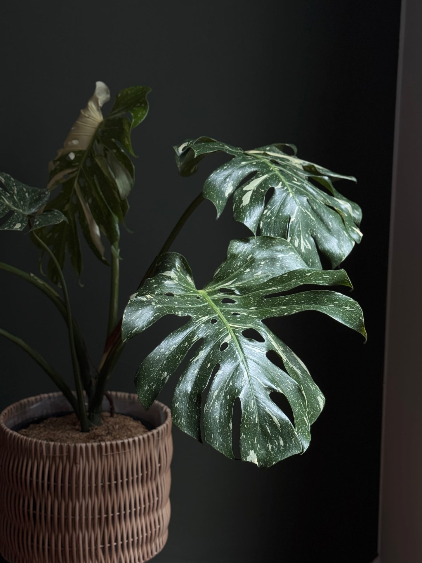 Monstera Thai Constellation (XL Size)