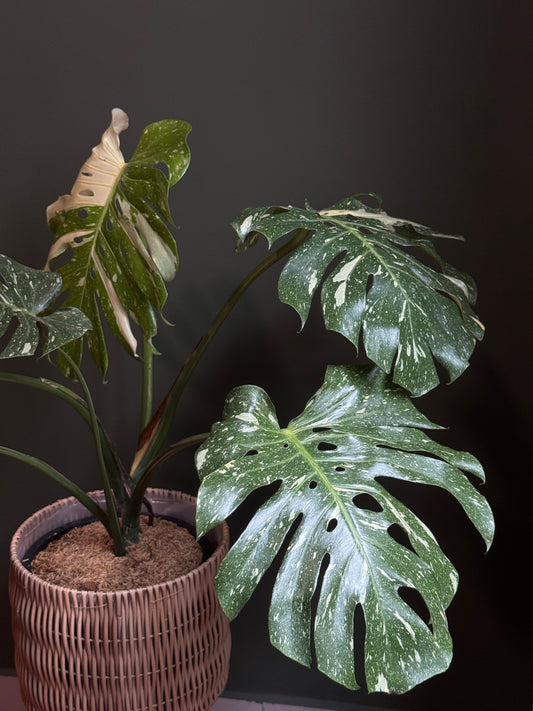 Monstera Thai Constellation (XL Size)