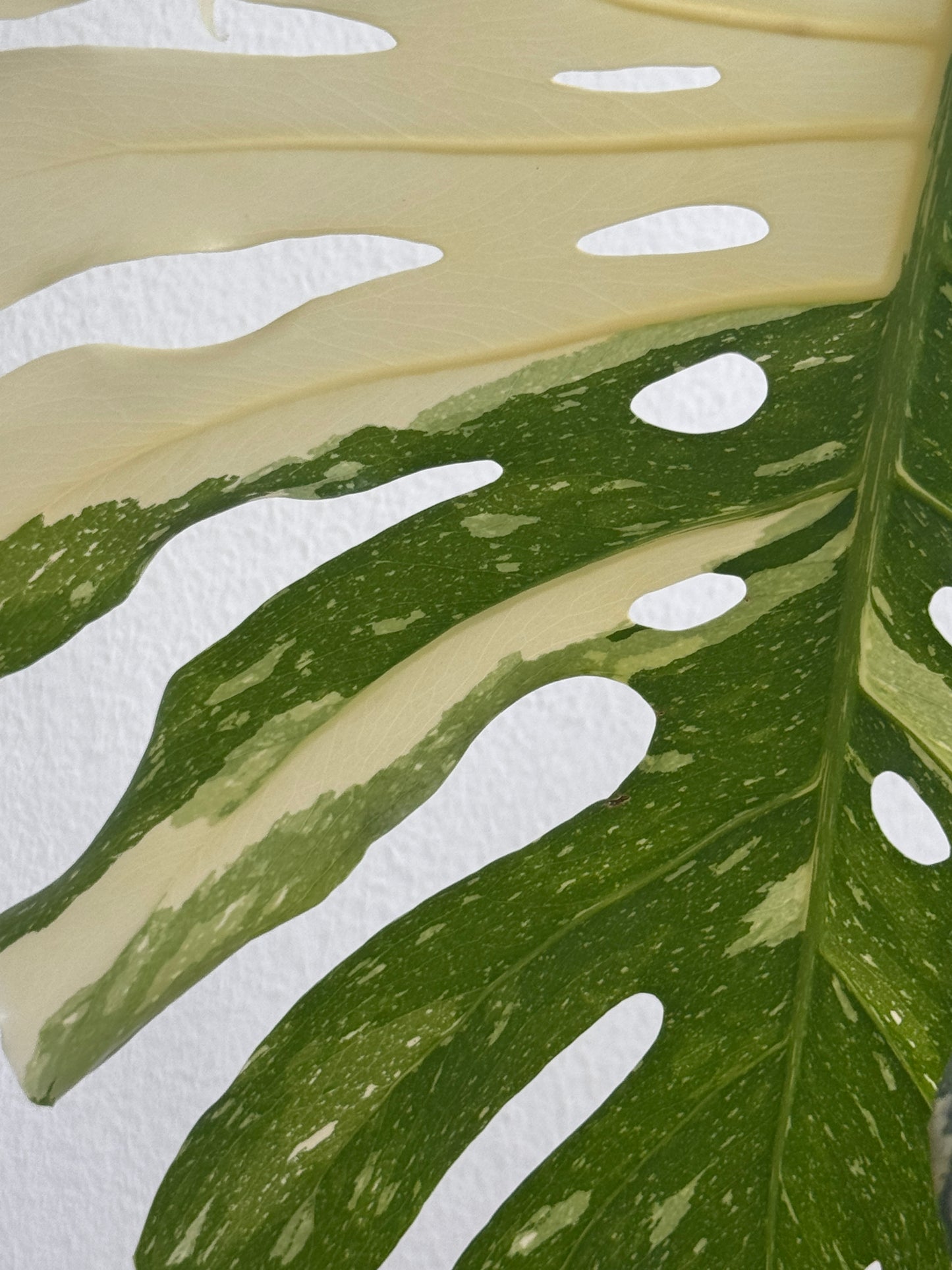 Monstera Thai Constellation (XL Size)
