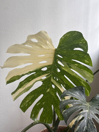 Monstera Thai Constellation (XL Size)
