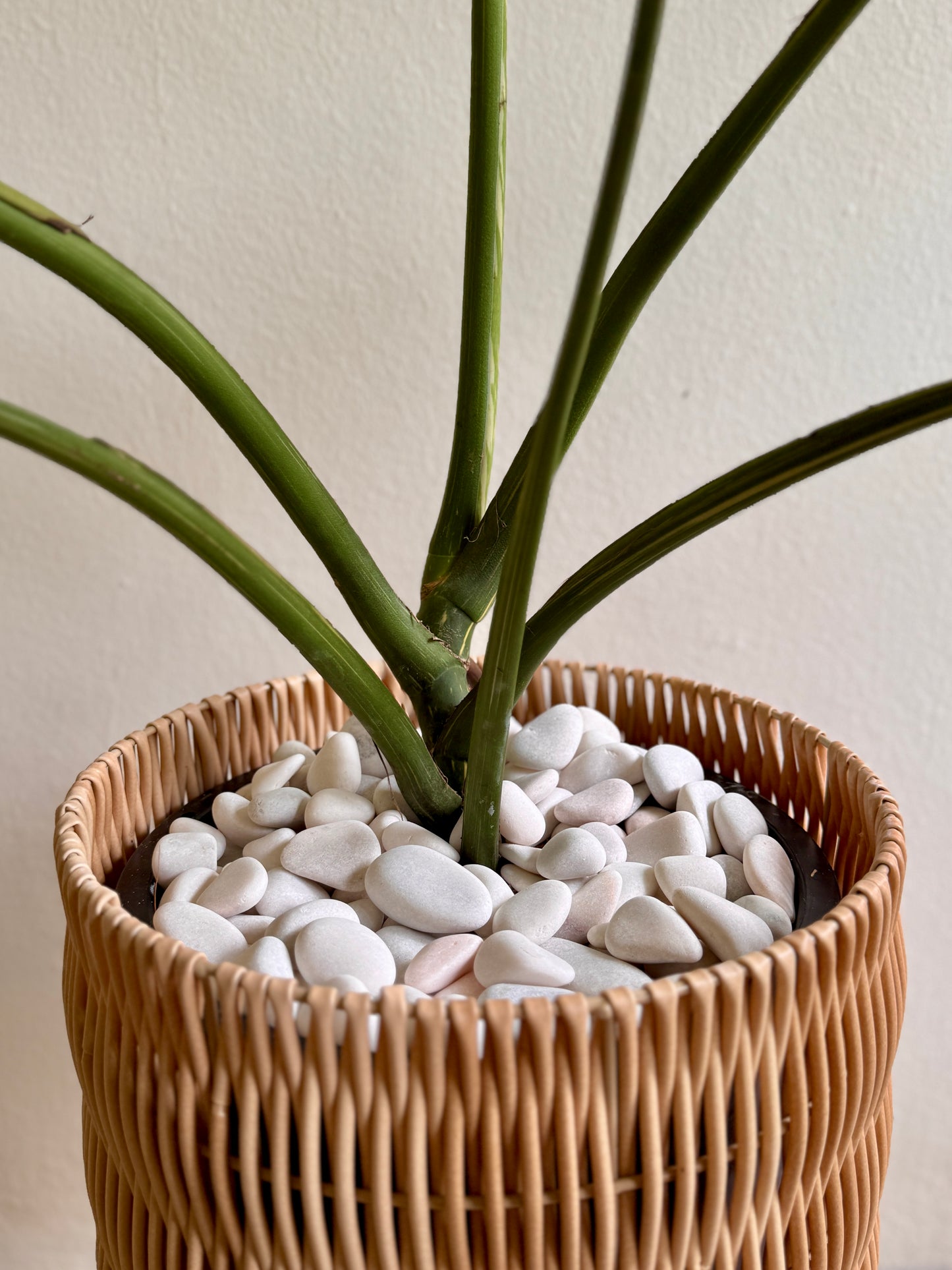 Monstera Thai Constellation (XL Size)
