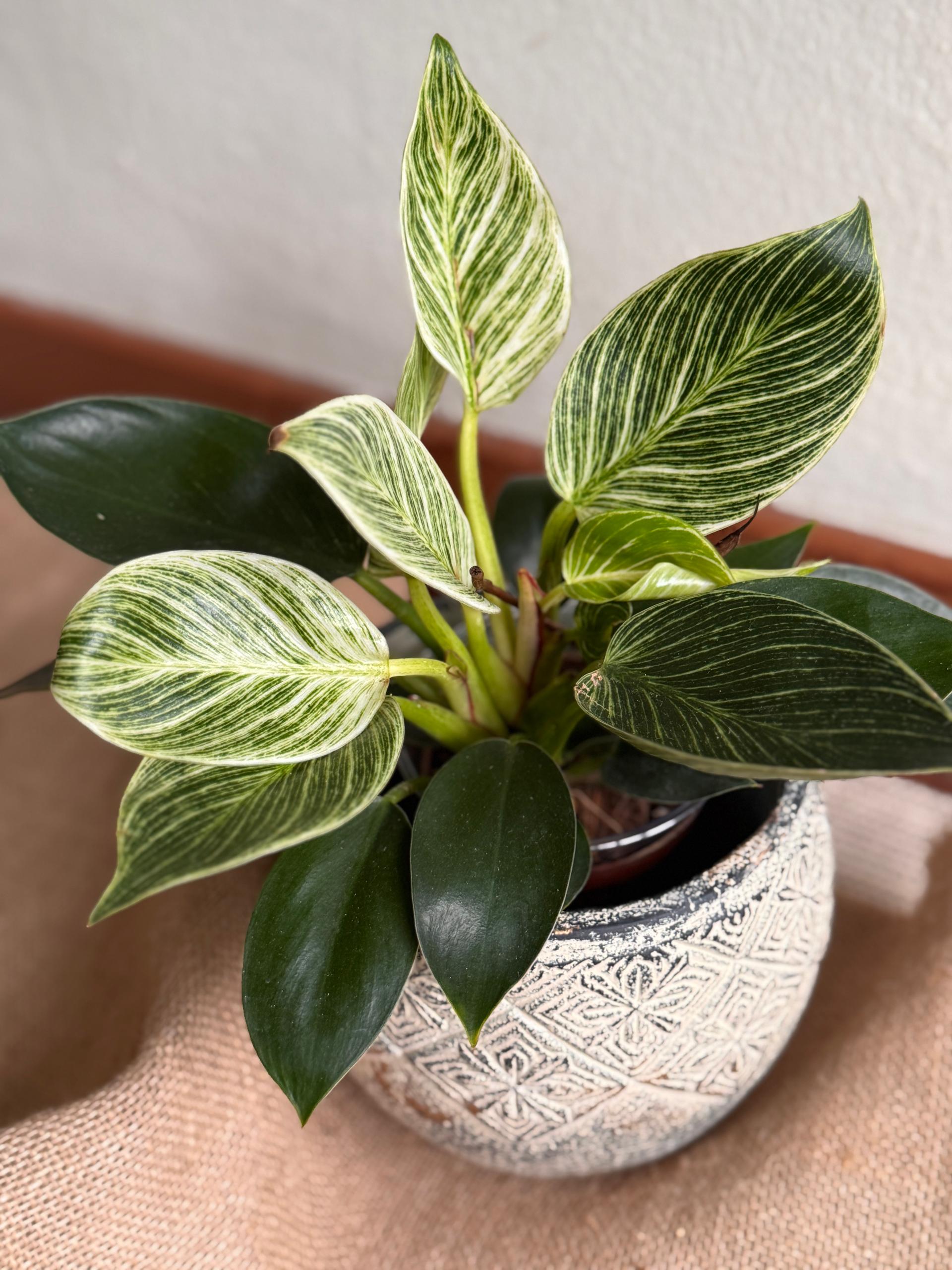 pinstripe philodendron Philodendron Birkin (S Size)