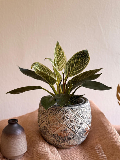 Philodendron Birkin (S Size)