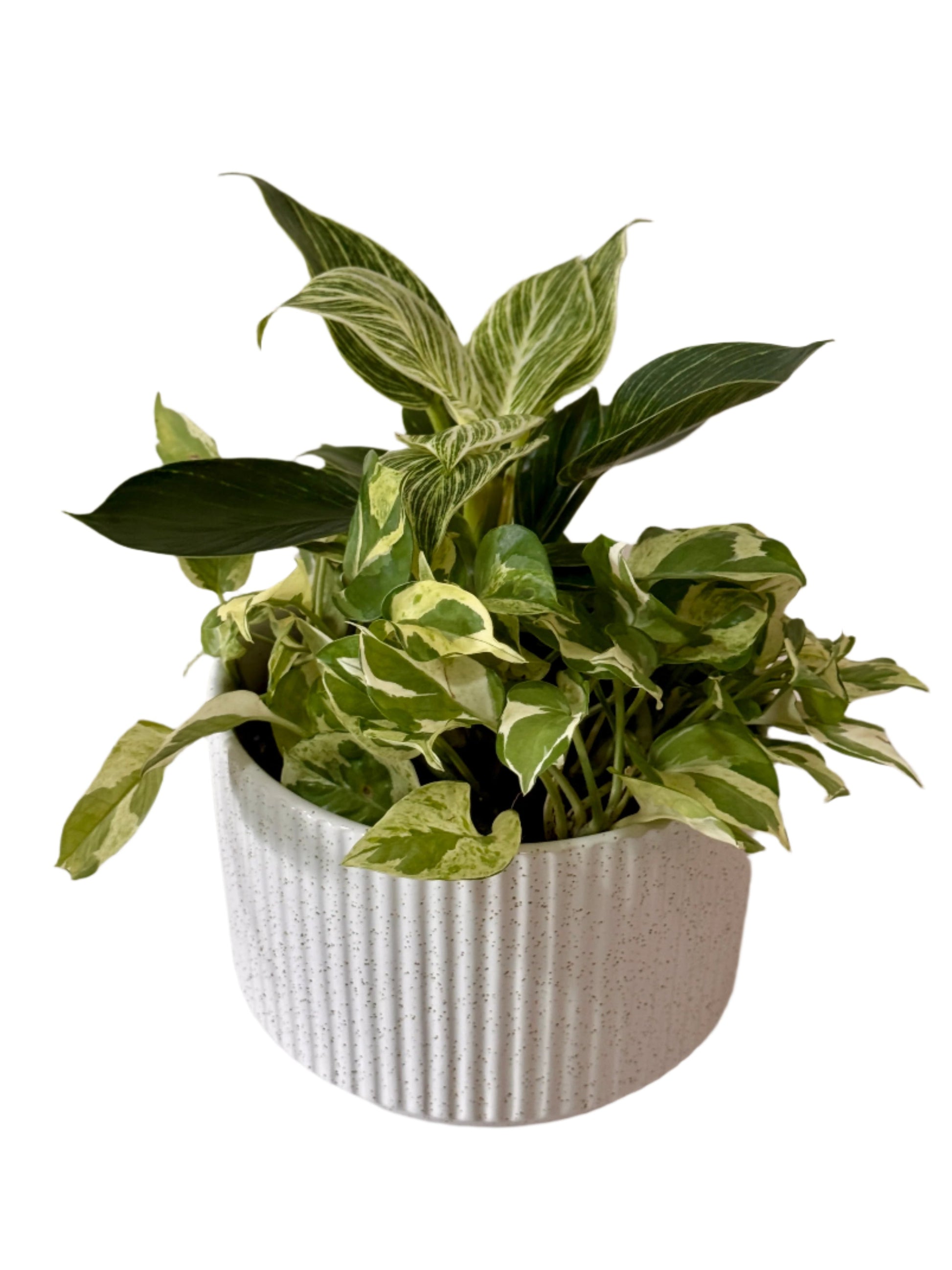 pothos birkin Philodendron Birkin & N'Joy Pothos (M Size)