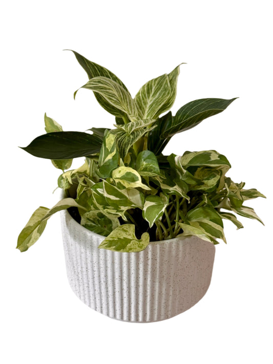 Philodendron Birkin & N'Joy Pothos